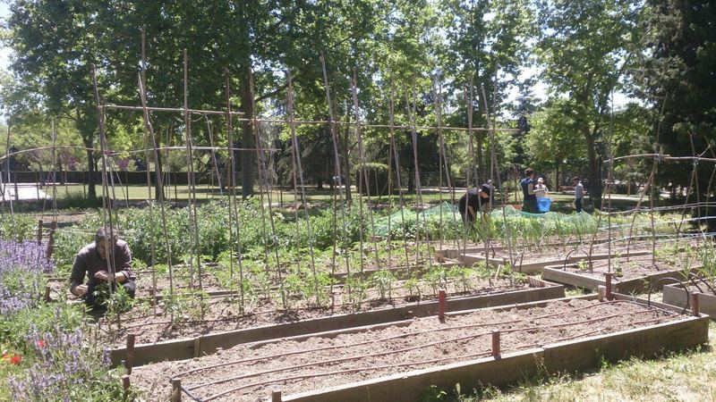 Parcelas de un huerto comunitario de Madrid preparadas para la siembra