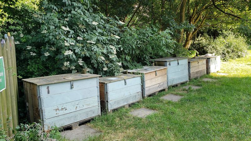 Compostadores de madera alineados en un jardín
