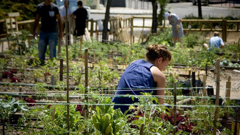 Personas trabajando en un huerto urbano comunitario de Madrid